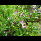 Die Dornige Hauhechel